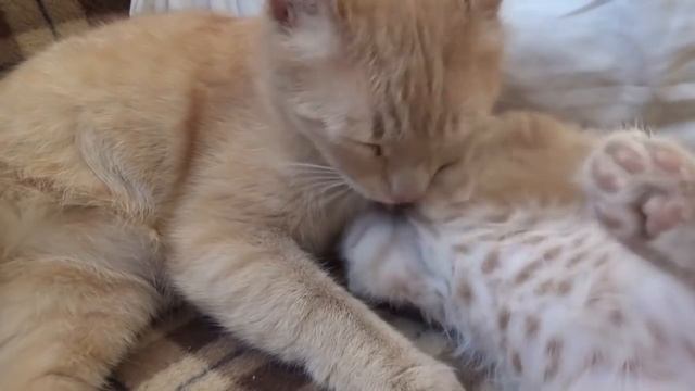 VLOG. Куда пропали. Чем заняты. Май в деревне. смотреть онлайн