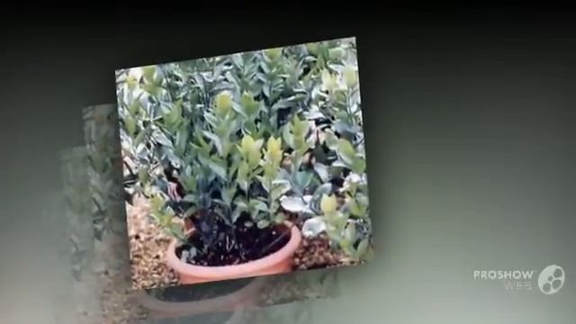 Ruscus - garden plants смотреть онлайн