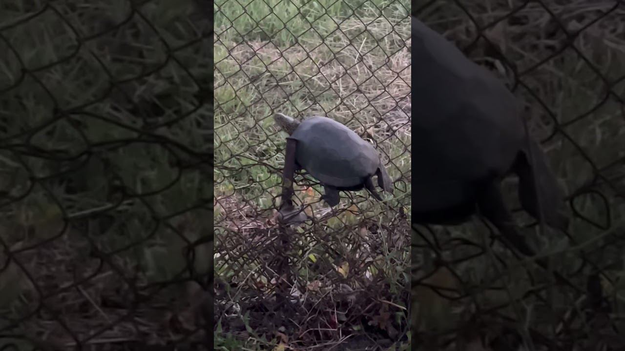 11 июля 2024 г.