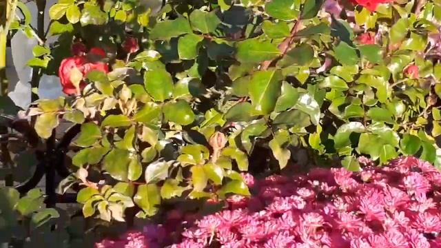 Священно Архимандрит Рафаил - ДЕНЬ АРХАНГЕЛА 2021. смотреть онлайн