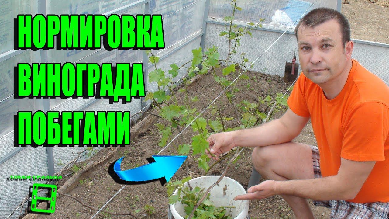 НОРМИРОВКА ВИНОГРАДА ПОБЕГАМИ. ВЫРАЩИВАНИЕ ВИНОГРАДА В ТЕПЛИЦЕ. СЕВЕРНЫЙ ВИНОГРАДНИК смотреть онлайн