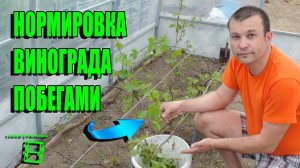 НОРМИРОВКА ВИНОГРАДА ПОБЕГАМИ. ВЫРАЩИВАНИЕ ВИНОГРАДА В ТЕПЛИЦЕ. СЕВЕРНЫЙ ВИНОГРАДНИК