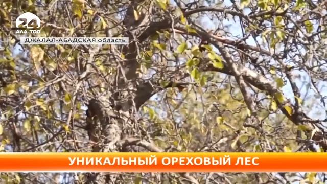 В долине Арсланбоб произрастает древний ореховый лес смотреть онлайн