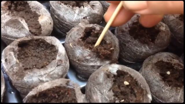 Tomato Seed To Sprout