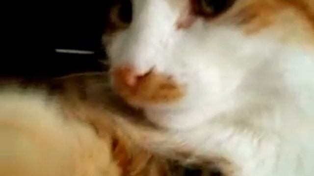 Funny cats: венец творенья, дивная Бубенчик... смотреть онлайн