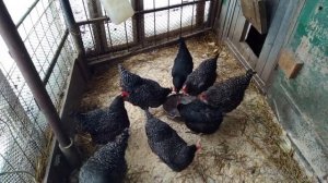 Доминанты или порода кур.