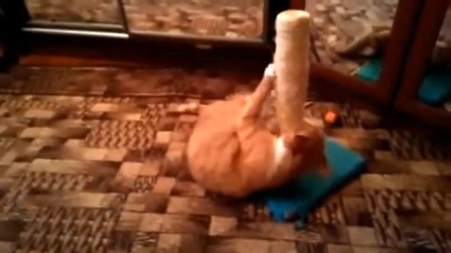 Усыпить кота на дому Москва смотреть онлайн