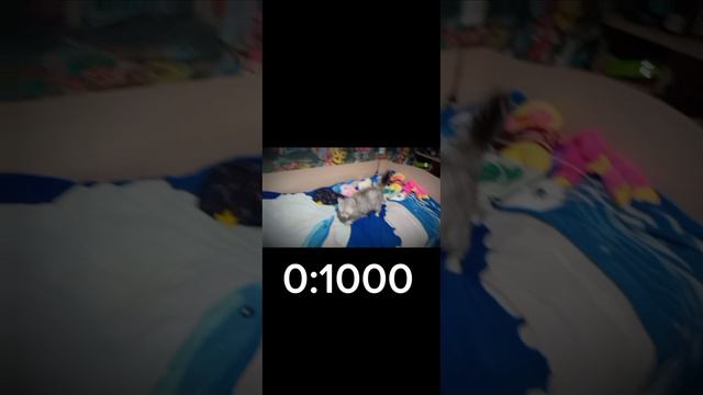 Мой кот в соло смотреть онлайн