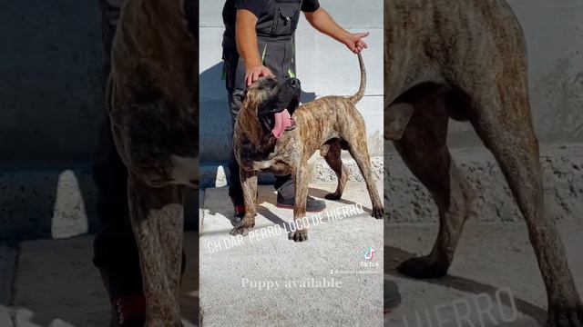 Presa Canario / Perro de presa Canario смотреть онлайн