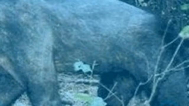 Как Выглядит Чупакабра/ШОК/Фото монстра