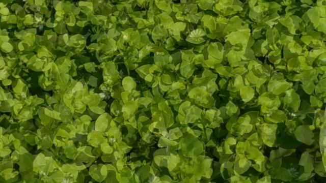 СЕРДЕЧНАЯ ТРАВА (МОКРЕЦ/МОКРИЦА) ДЛЯ ОРХИДЕЙ! 250 МЛ, ЧТОБЫ СПАСТИ ЦВЕТОНОС И ВЫМАНИТЬ УЙМУ КОРНЕЙ смотреть онлайн