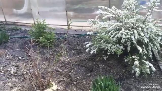 Дерен Элегантисино- пробую формировать декоративный цветущий кустарник. смотреть онлайн