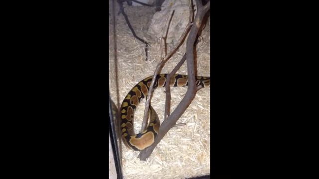 My ball python that passed away. RIP Goblin смотреть онлайн