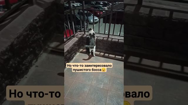 Как удалить аккаунт в телеграмме. Жесть, смотреть до конца? #котмирон #пушистыйбосс смотреть онлайн