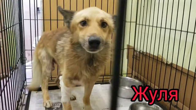 Собаки, которые находятся на лечении. смотреть онлайн