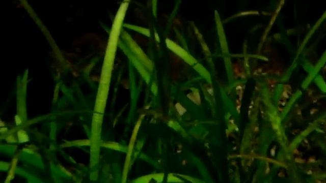 Labidochromis chisumulae - "The Courtship" смотреть онлайн