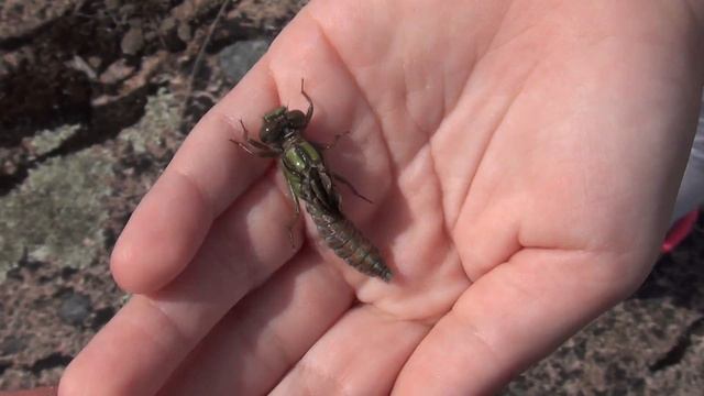 Як народжується стрекоза