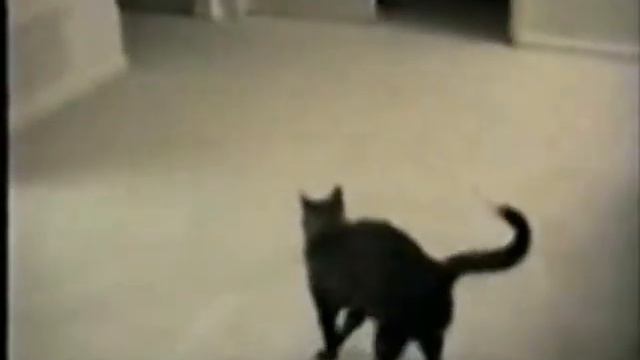 Собака угарает. Cheerful dog смотреть онлайн