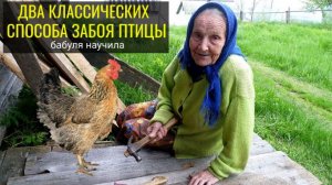 Забой КУРИЦЫ | ПЕТУХА | БРОЙЛЕРА | УТКИ | ГУСЯ: два классических способа, бабуля научила