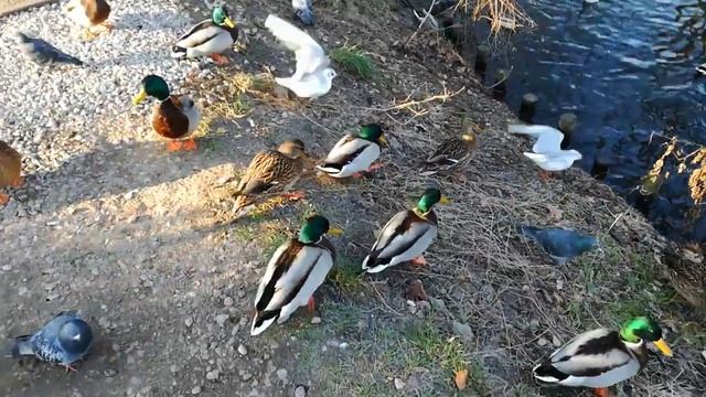 Почти-что ручные дикие утки смотреть онлайн