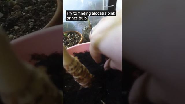 alocasia bulb propagation in leca смотреть онлайн