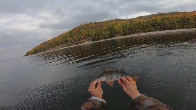 ОСЕННЯЯ РЫБАЛКА НА КУЙБЫШЕВСКОМ ВДХ/ЛОВЛЯ ОКУНЯ НА ВОЛГЕ/РЫБАЛКА НА ДЖИГ/КАК БЫСТРО ПОЧИСТИТЬ ОКУНЯ смотреть онлайн