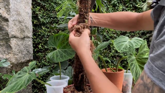 Philodendron Verrucosum Care And Propagation (with Updates)