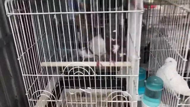 Санта Круз, Ла Лагуна часть 2, Тенерифе смотреть онлайн