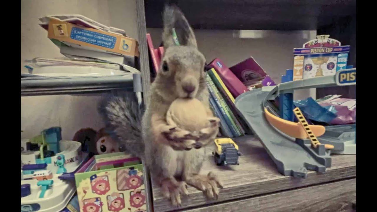 КАК БЕЛКА МОЕТСЯ. ДЕЛАЕТ ЗАПАСЫ ОРЕХОВ НА ЗИМУ. смотреть онлайн