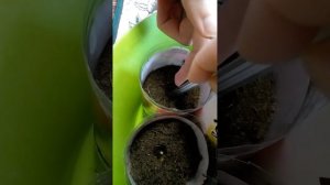 Посев семян перец Огненный букет ♥️ Комнатный перец , балконный !Часть 2