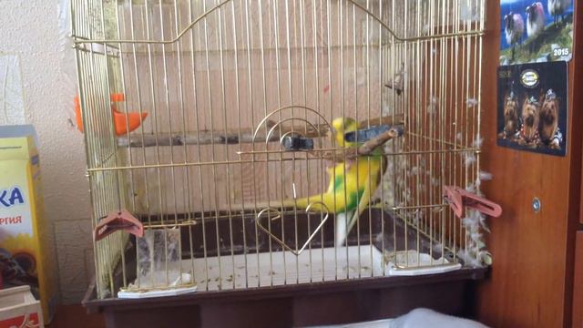 Попугай Яша кувыркается под команду!)) смотреть онлайн