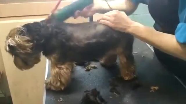 Машинка для стрижки собак смотреть онлайн