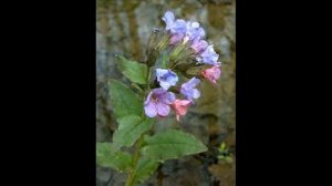 Кухня Робинзона. Рецепты блюд из дикорастущих растений и цветов. Замятина Наталья Георгиевна