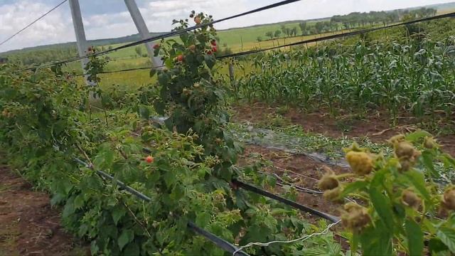 Плодоношение малины. Сорт Яна и Моллинг Белла смотреть онлайн