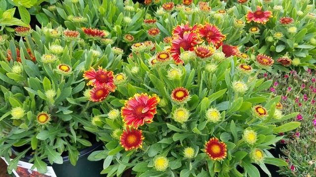 Best Perennials - Gaillardia 'Spintop Yellow Touch' (Blanket Flower) смотреть онлайн