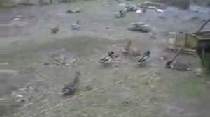 разведение подсадных уток