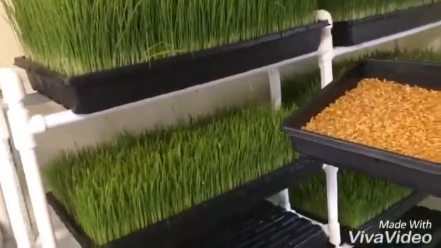 КАК ПРОРАЩИВАТЬ ПШЕНИЦУ ДОМА. смотреть онлайн