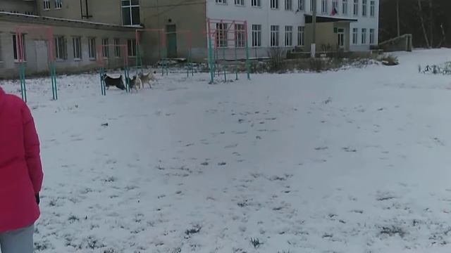 Зимняя прогулка, Арзамас, хаски, американская акита. смотреть онлайн