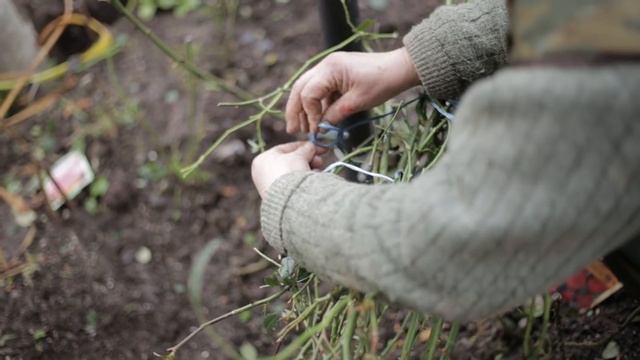 Как правильно укрыть розы на зиму смотреть онлайн