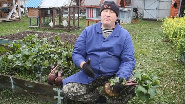 СВЕКЛА В РАЦИОНЕ КОРМЛЕНИЯ КУР НЕСУШЕК. ЗООТЕХНИЯ В МАССЫ. смотреть онлайн