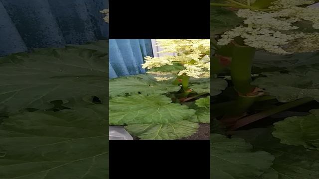 Дачная жизнь / Домашние рецепты