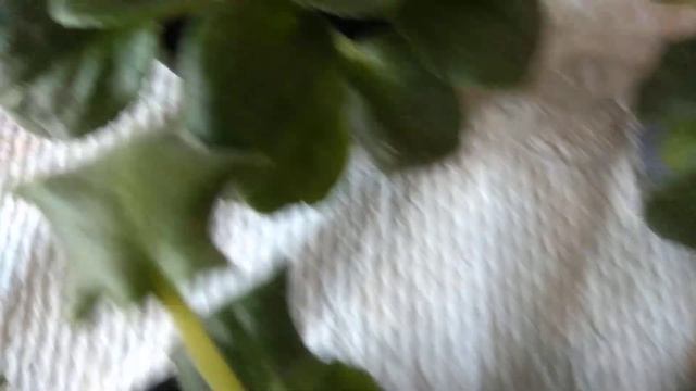 Новые комнатные растения. Карантин смотреть онлайн