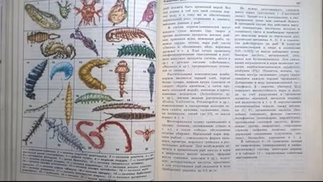 Видеообзор новых изданий из фондов библиотеки «Декоративное рыбоводство» смотреть онлайн