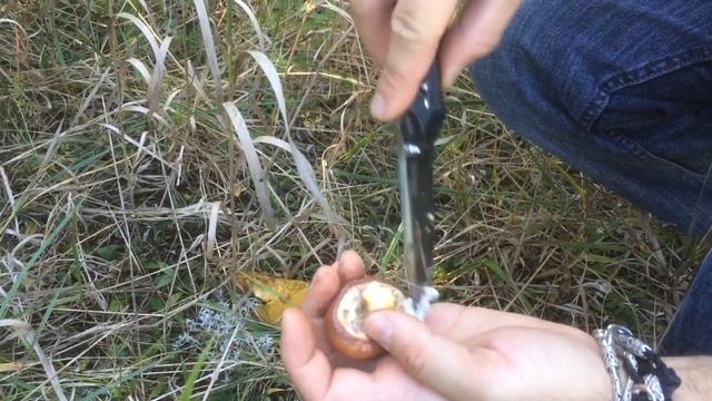 Edible Boletus mushroom picking смотреть онлайн