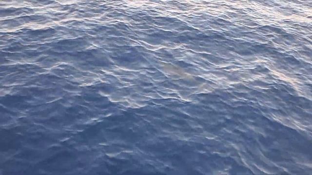 Египет / Дельфины в Красном море / Шарм эль Шейх смотреть онлайн