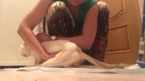 Сцеживание кота