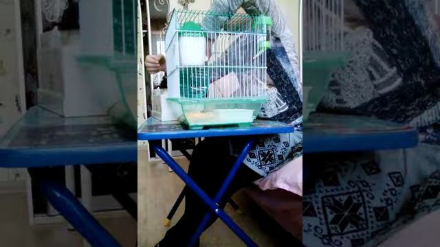 Что нужно для джунгарского хомяка смотреть онлайн