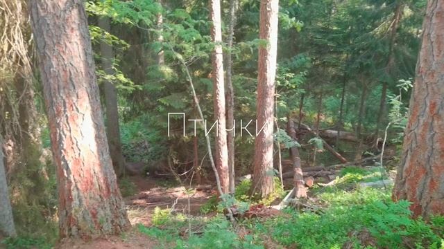 Экотропа в Рощино, Ленинградская область || Линдуловская роща || влог из Питера для своих смотреть онлайн