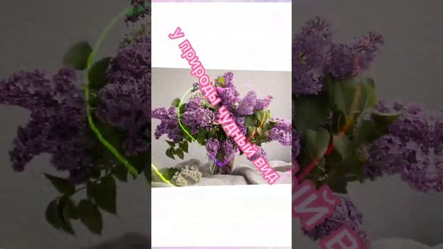 Цветущая сирень в мае для друзей смотреть онлайн