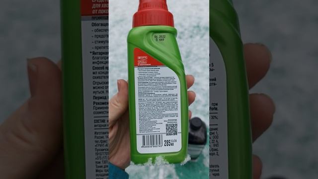 Туи, спасаемся туи! Пожелтели туи! хочу красивый забор из туи(